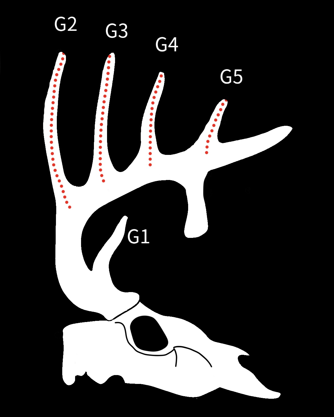 Length of Tines